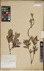 Foto von Salix lapponum L.